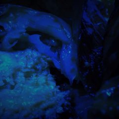 IJEN KAI 新曲リリース